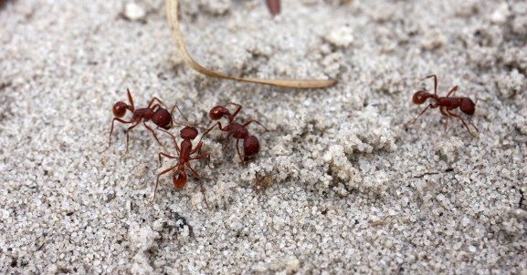 Bull Ants IMG_5691