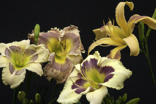 Explosion of color Mix 21 IMG_5177