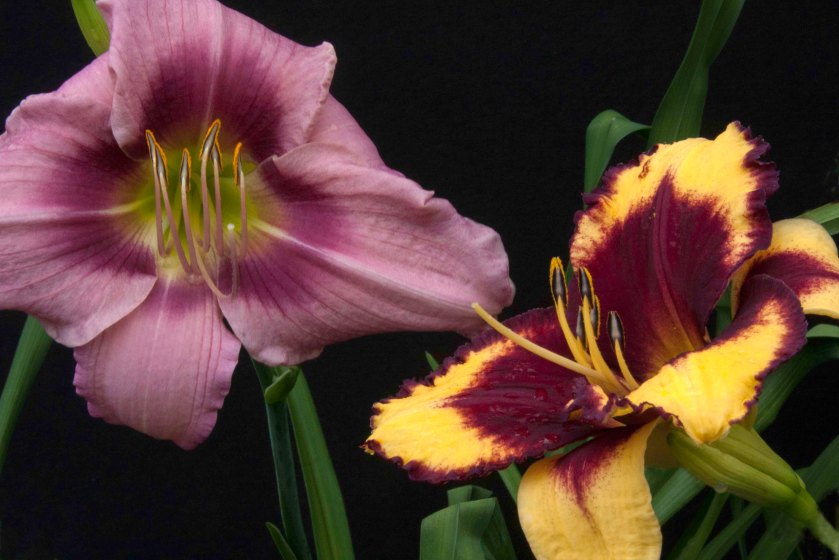 Graceful Eye (L), Goldenzelle (R) 8 Jun 17 IMG_5141