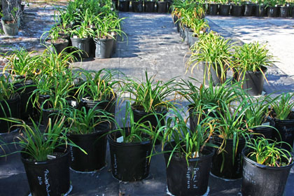 Non Growing Season 280x420 4 Nov 17 IMG_5680