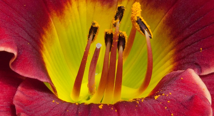 Pollen 1 Lovely LadyBug 25 Apr 17 IMG_4614