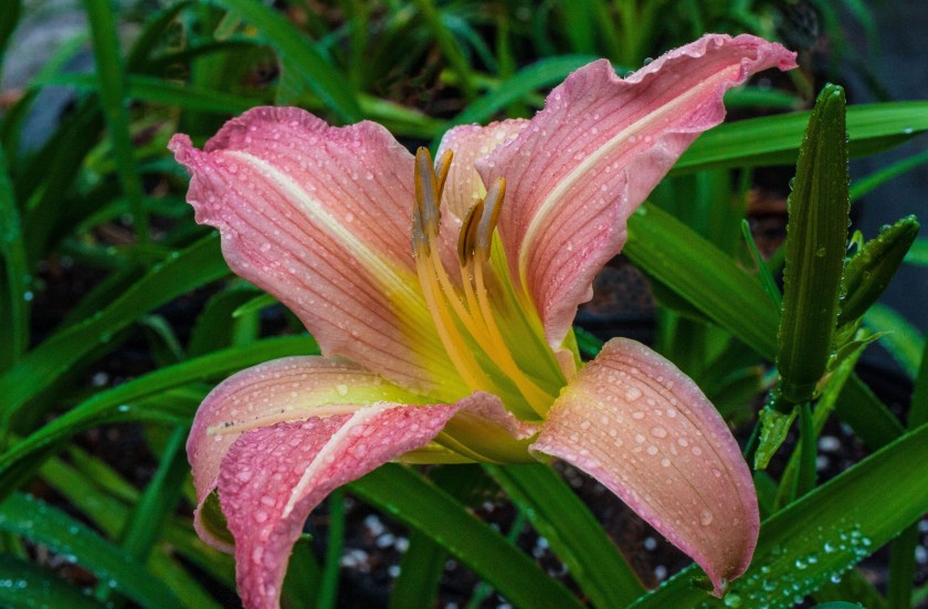 Wind Frills 28 Dec 17 IMG_5776