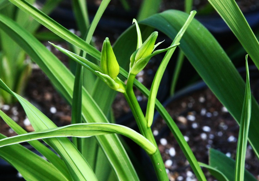 Wind Frills December buds IMG_5762