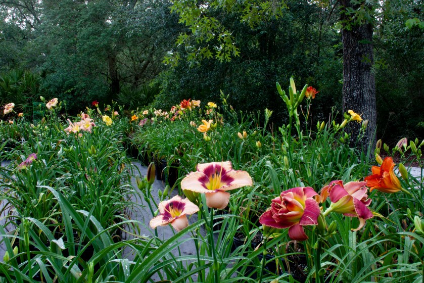 Daylily Garden - 22 May 18 IMG_6597