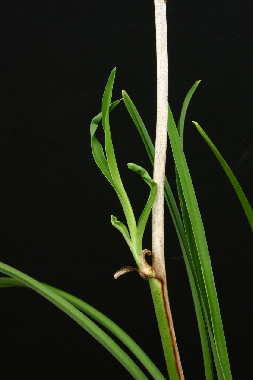 Proliferation 23 July 18 IMG_7584