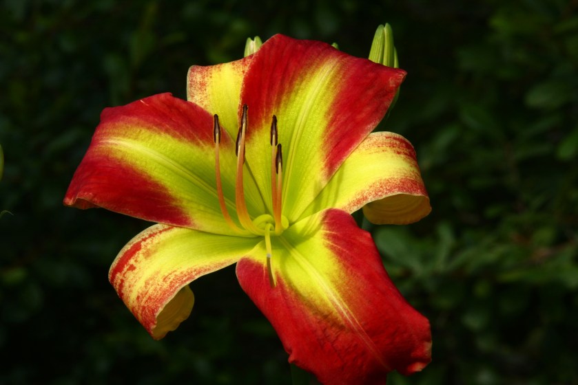Fried Green Tomatoes First Bloom 2 June 18 IMG_6920