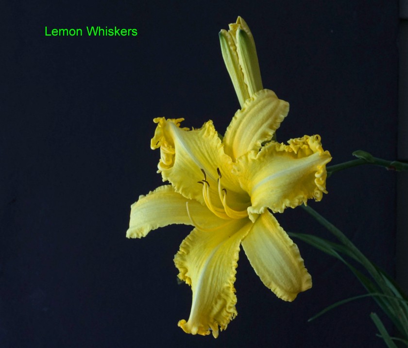 Spacecoast Lemon Whiskers QX1 50mm 12 July 2019 DSC01516