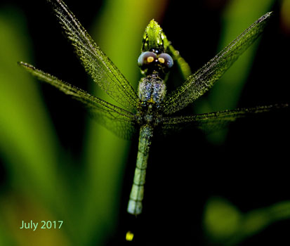 AA-Baby Dragonfly 17 July 17 IMG_5440