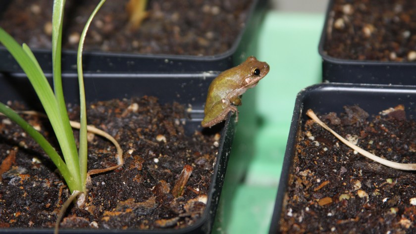 Frog 18 Feb 19 IMG_7864