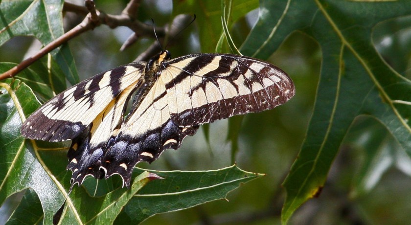 Garden Visitor 10- 14 June 18 IMG_7187