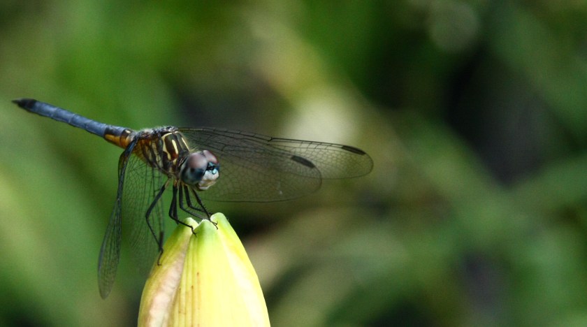 Garden Visitor 13- 21 June 18 IMG_7331