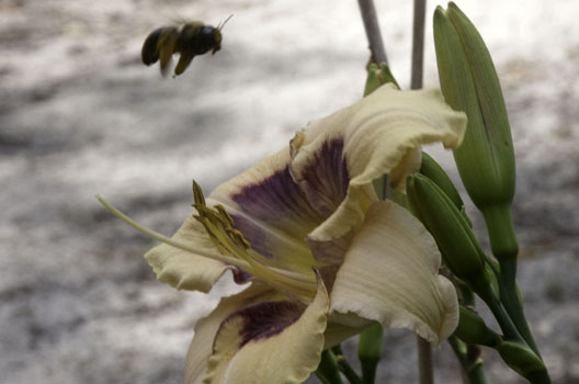 Visual Intrigue Bumble Bee 14 May 17IMG_4802