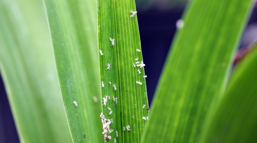 Aphids 10 Jan 2020 IMG_9580